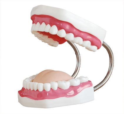 Модель догляду за зубами (збільшення в 5 разів)