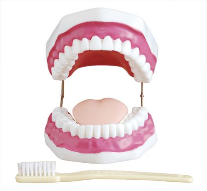 Модель догляду за зубами (збільшення в 5 разів)